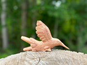 Hummingbird Kuripe