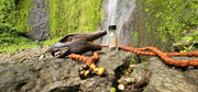 Eagle Head Kuripe (Flying Style)