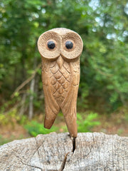 Owl perched Kuripe
