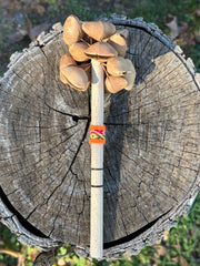 Colombian Kenari Seed Shaker