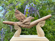 Eagle Águila 🦅 Tepi