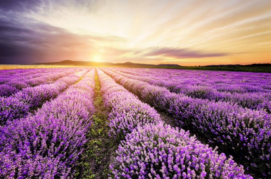 LAVENDER Hapé - Spirit Visions Exclusive