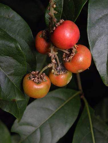 MURICI Hapé - Katukina Tribe