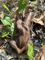 Bufo Toad Kuripe (self applicator for hapé/rapé snuff)