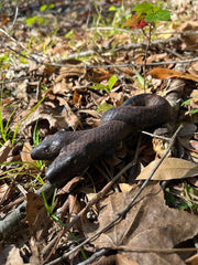 Double headed Snake Kuripe (self applicator for hapé/rapé snuff)