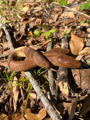 Double headed Snake Kuripe (self applicator for hapé/rapé snuff)