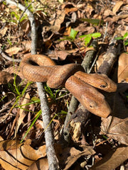 Double headed Snake Kuripe (self applicator for hapé/rapé snuff)