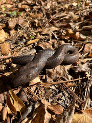 Infiniti Snake Kuripe
