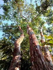 EMBURANA Hapé - Huni Kuin Tribe