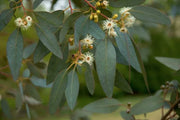 EUCALYPTUS Hapé - Yawanawa Tribe
