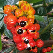 CORREBOQUE Hapé - Huni Kuin Tribe