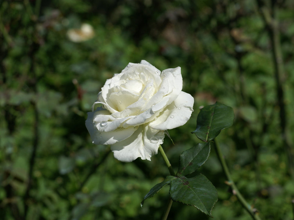 NUKINI ROSE Hapé - Nukini Tribe *Limited Edition*