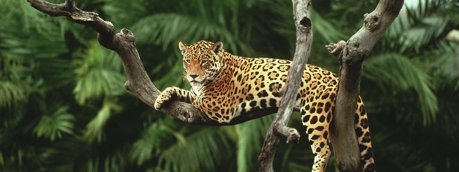 NUKINI JAGUAR Hapé - Nukini Tribe *Limited Edition*