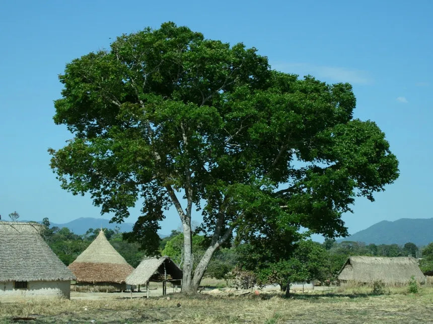 JATOBA Hapé - Huni Kuin Tribe